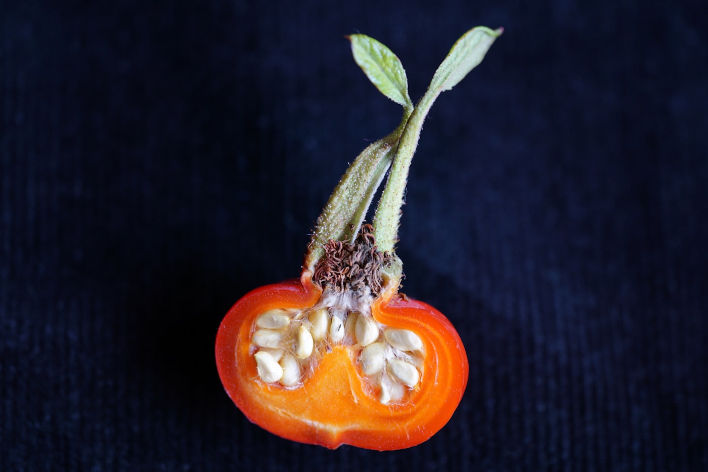 Por qué se pudren los tomates por abajo (culo negro)