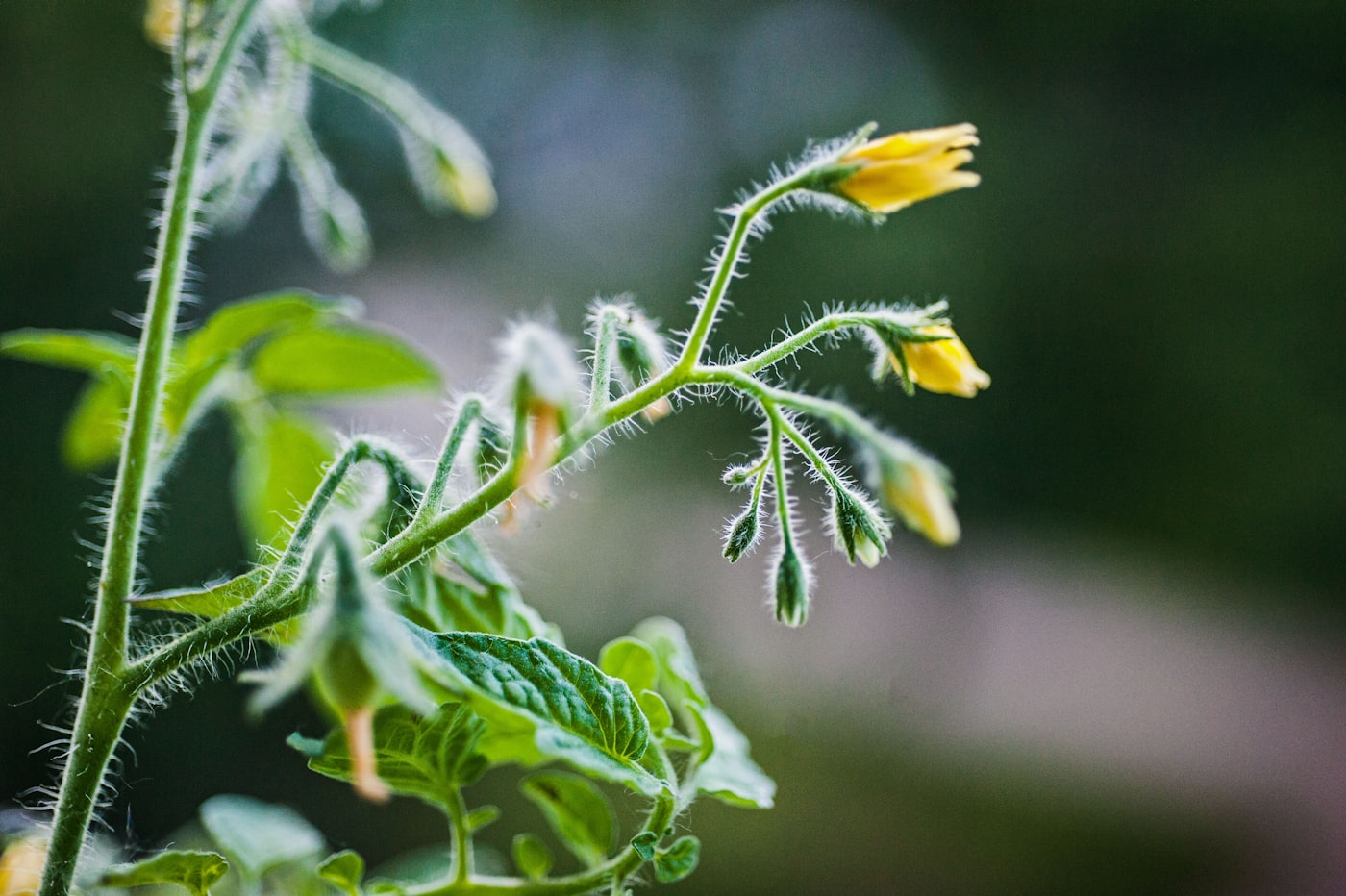 Por qué se caen las flores del tomate sin cuajar