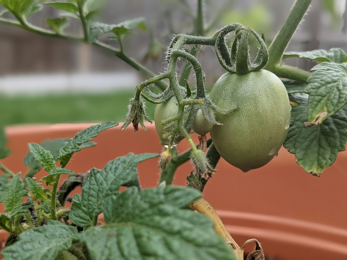 Tomate en maceta o en suelo: ¿qué te conviene?