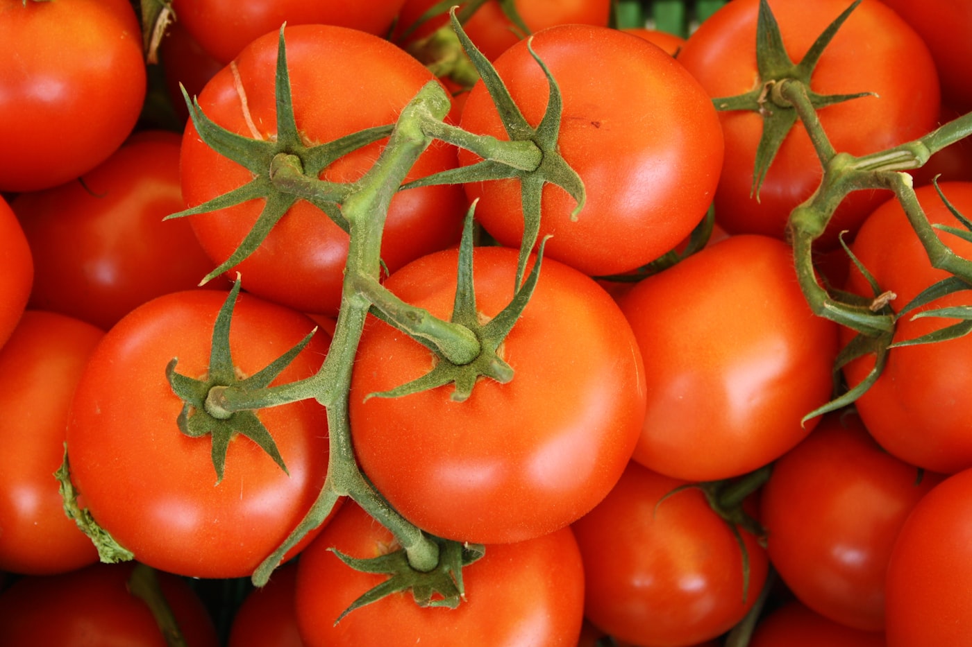 Tomate Marmande